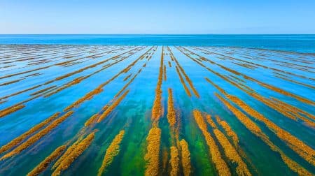 « Elles absorbent toujours plus de carbone » : ces fermes d’algues vieillissantes cachent un atout surprenant pour la planète